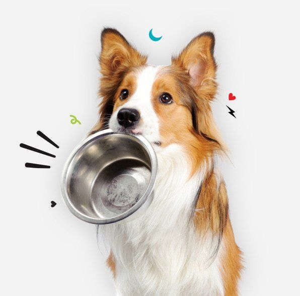 Dog Supplies
